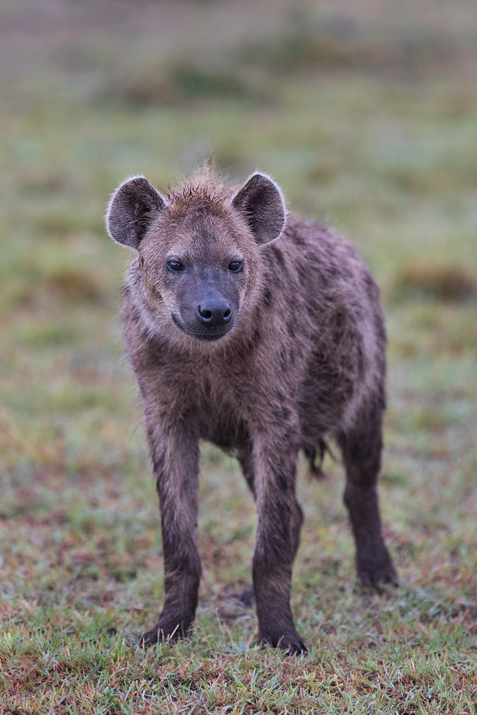Image: Portrait of a Spotted Hyena