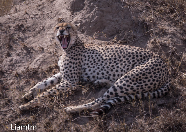 The cheetah can make a mean growl too !