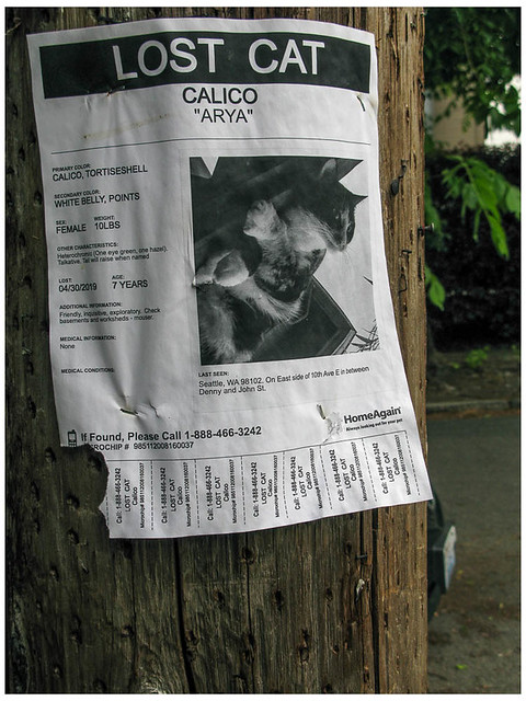 Lost Calico
