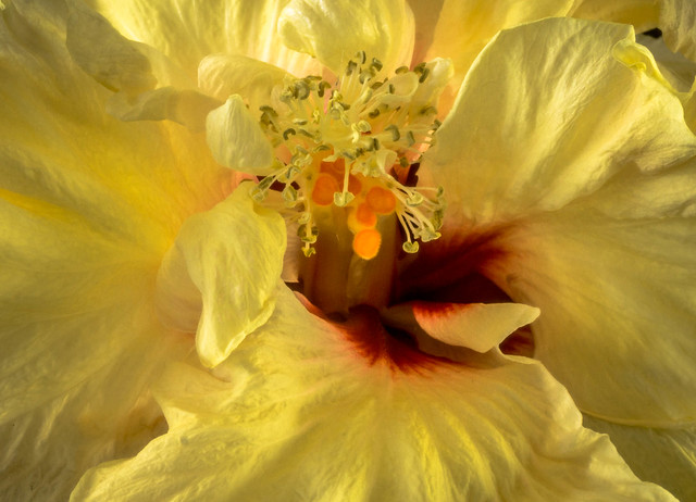 Heart of the hibiscus