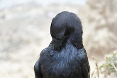 Grooming raven