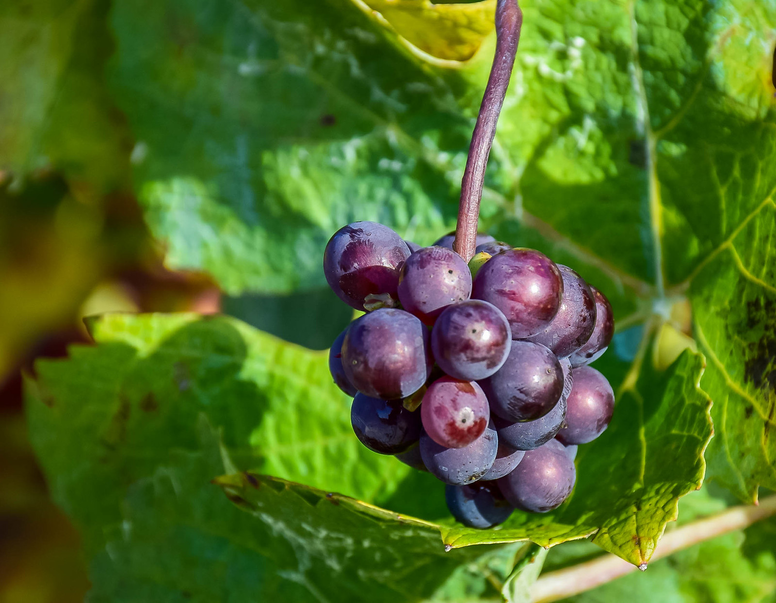 Purple grapes from Champagne used for vinotherapie in Porto wine spa