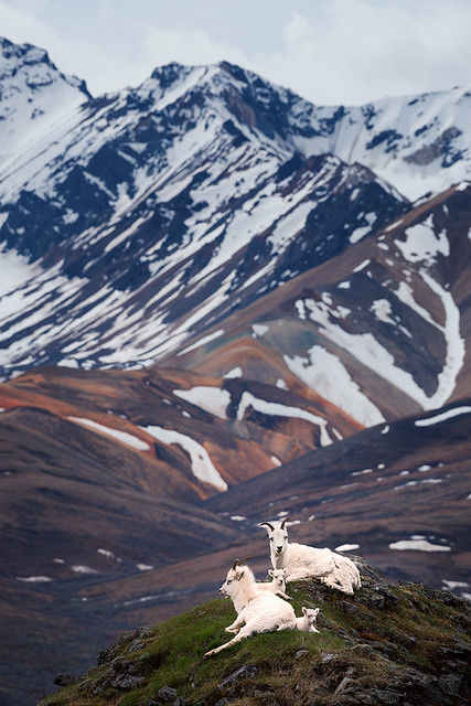 Dall Sheep | Denali National Park, Alaska