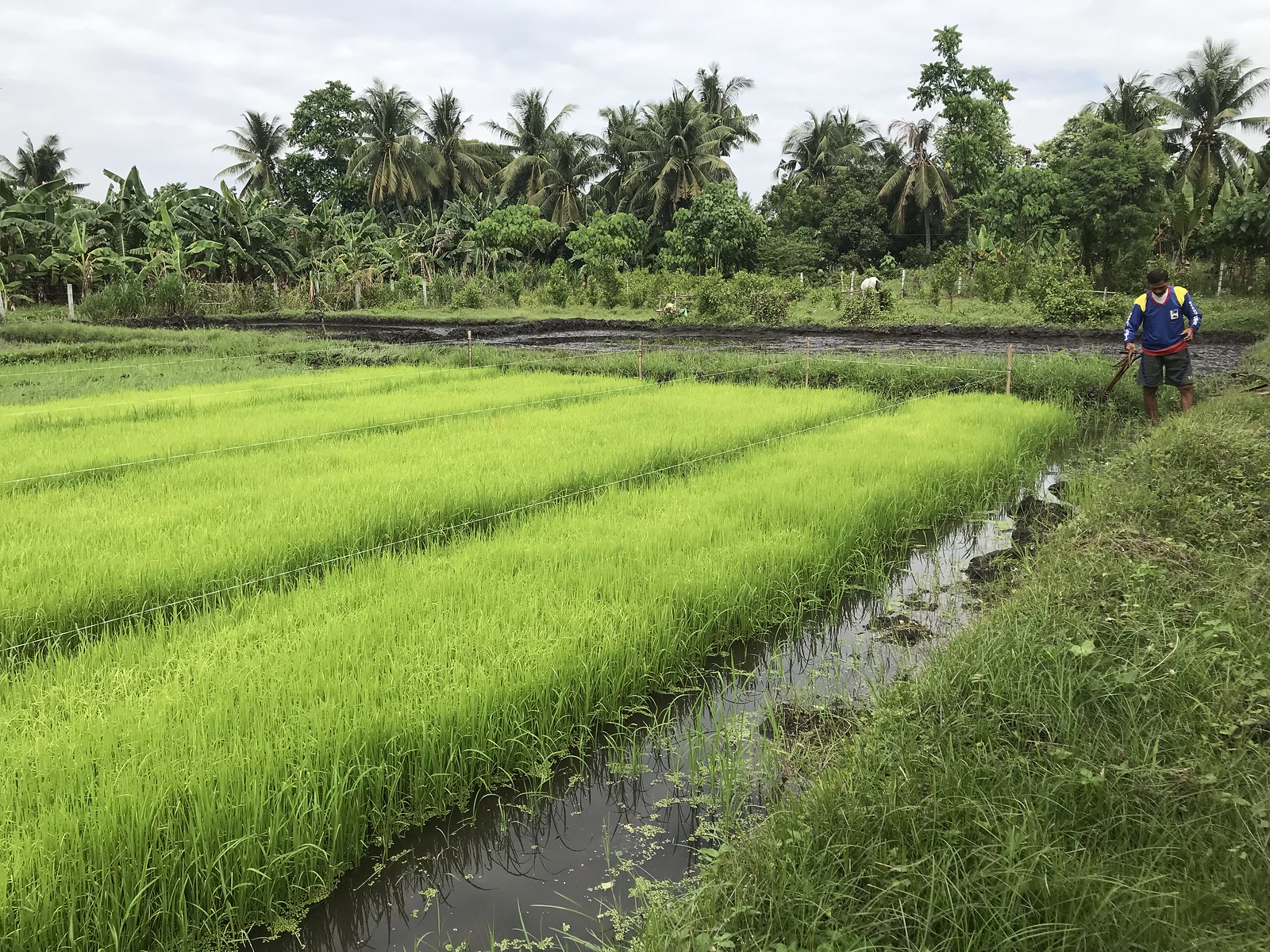 modern-rice-farming-techniques.jpg
