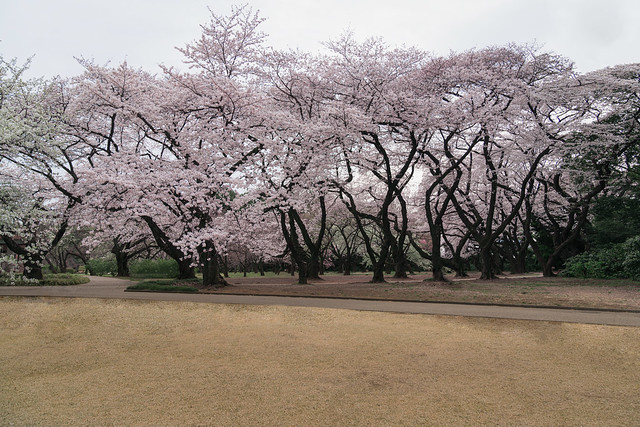 Shinjuku Gyoen National Garden with full bloom cherry blossom or sakura in Tokyo, Japan
