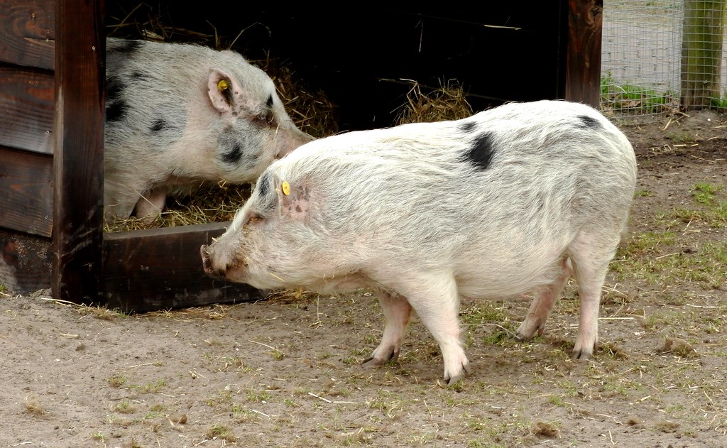 Pigs, Keukenhof, Netherlands
