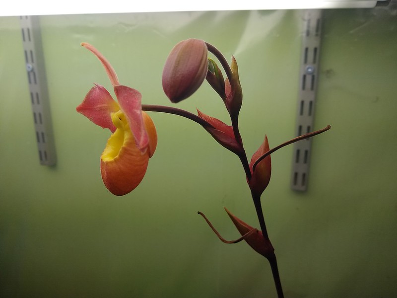 Les orchidées chez Sougriwa - Page 13 48160678691_b363b56dc6_c
