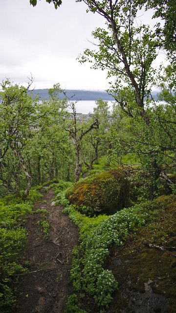 Wanderweg in Narvik.
