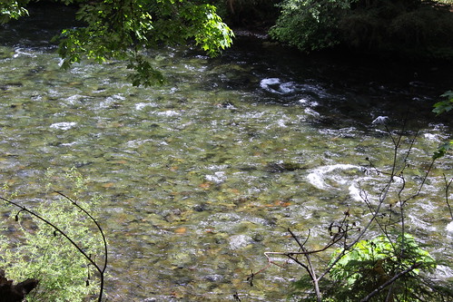 mckenzie river national recreation trail bridge deer scott boulder willamette forest belknap springs oregon hiking creek