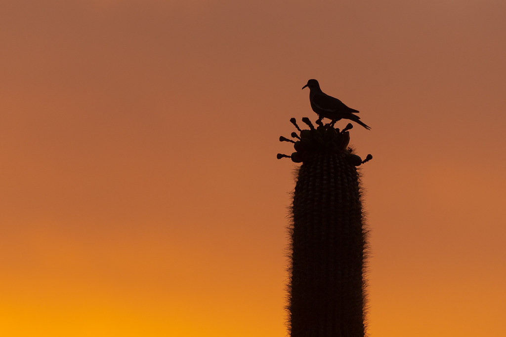 The silhouette of a white-winged dove perched atop a fruiting saguaro on the Latigo Trail in the Brown's Ranch section of McDowell Sonoran Preserve in Scottsdale, Arizona in June 2019