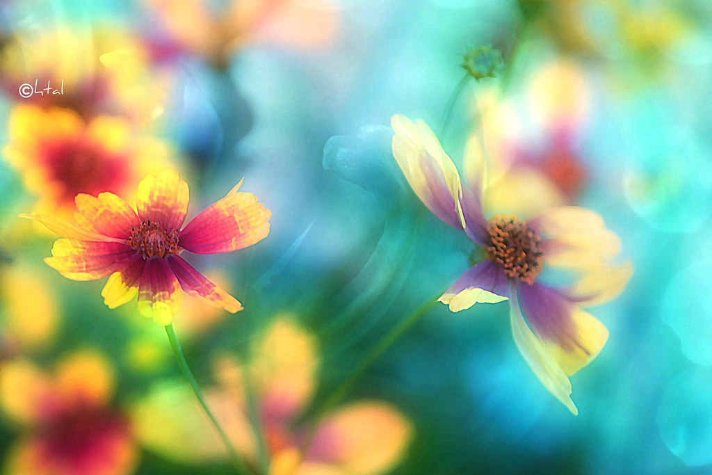 Vibrant Summer Flowers