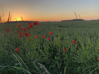 Poppy field at sunset