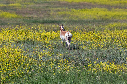 bobrussell rmrussell pronghorn antelope wildlife southdakota