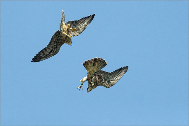Peregrine at play yesterday