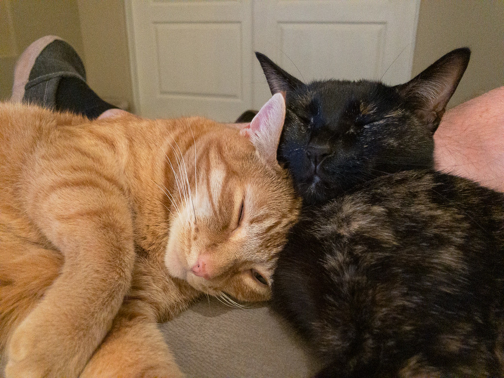 Our cats Sam and Trixie sleep face-to-face as they snuggle on my legs in June 2019