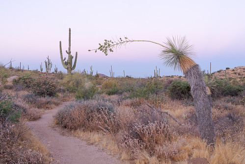 scottsdale arizona soaptreeyucca cactus saguaro latigotrail brownsranch mcdowellsonoranpreserve desert sonorandesert dawn