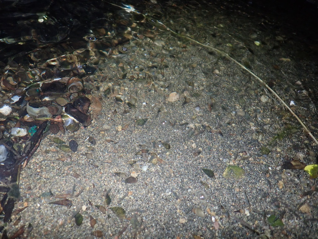 等待機會進入臨海溝渠的大和米蝦幼蝦，這裡是他們淡水生活的起點。圖片提供：洄瀾風生態有限公司