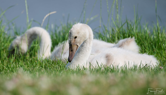 Cygnets at St-Quentin