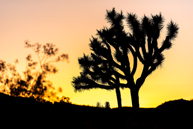 California desert sunset