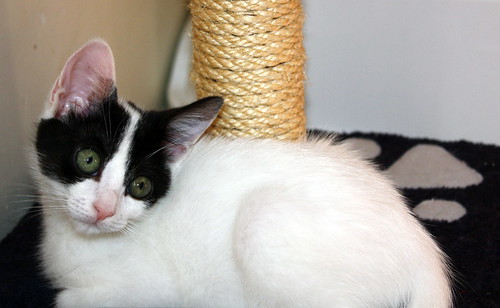 Rosalía, gatita monísima blanca con toques negros nacida en Abril´19, en adopción. Valencia. ADOPTADA. 48167850001_99f221dee2