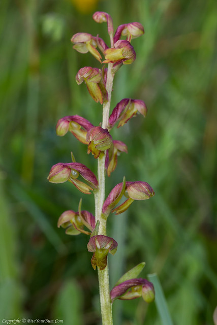 Frog Orchid (Coeloglossum viride)