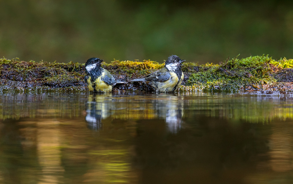 Pair of Great Tits Bathing