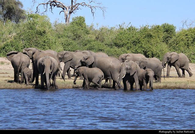 Elephant herd, Chobe NP, Botswana