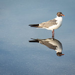 Sea Gull Reflections