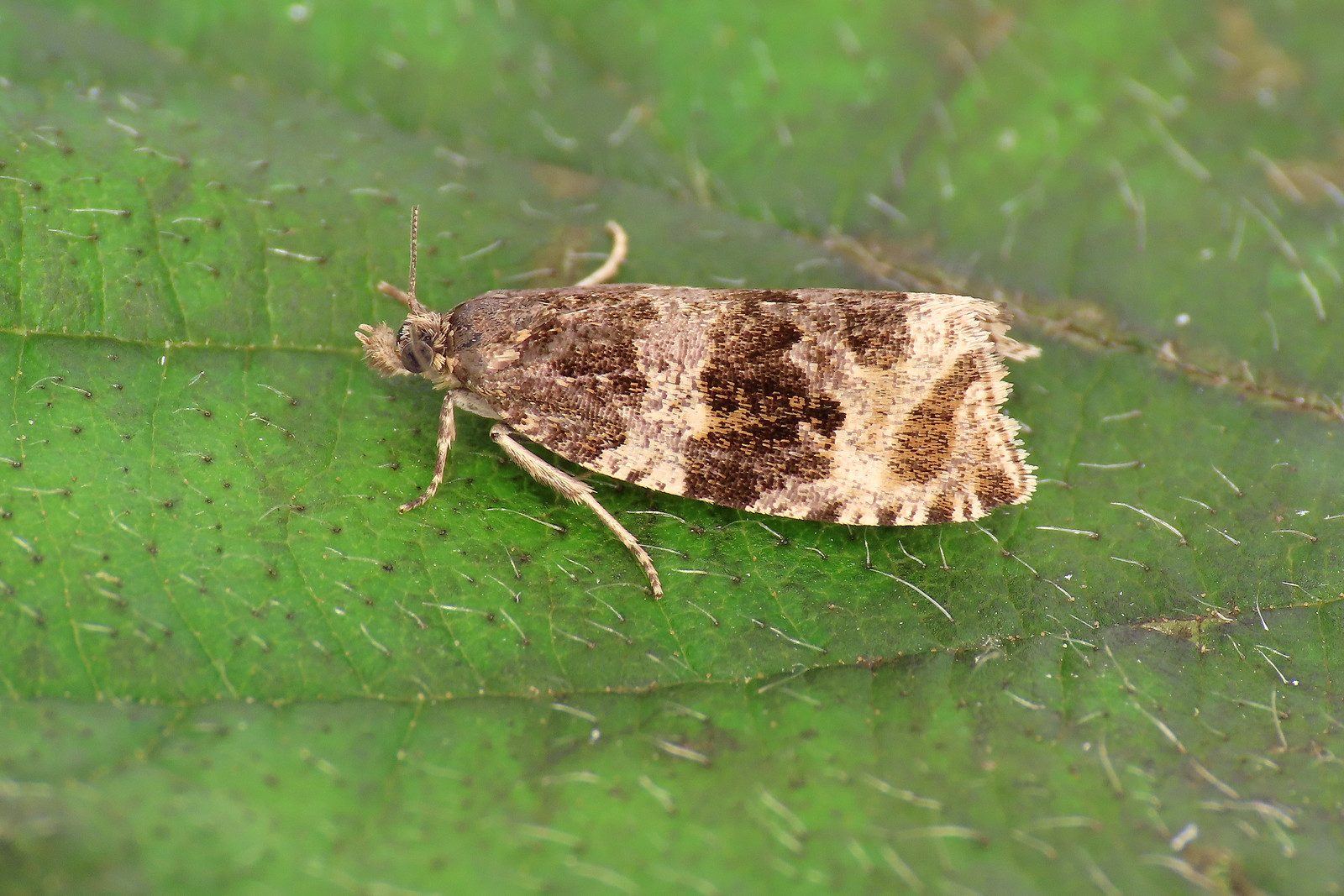 49.166 Common Marble - Celypha lacunana
