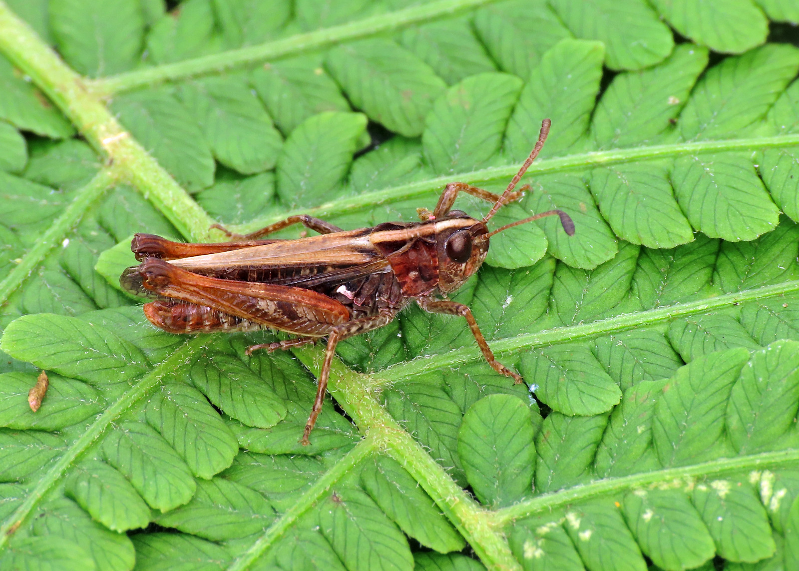 Mottled Grasshopper - Myrmeleotettix maculatus