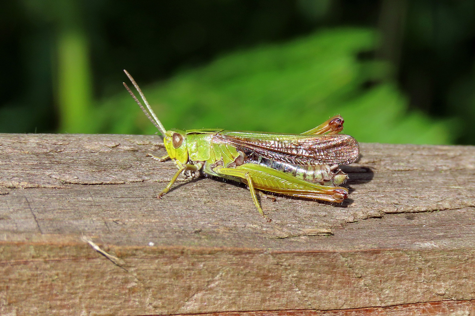 Common Green Grasshopper - Omocestus viridulus
