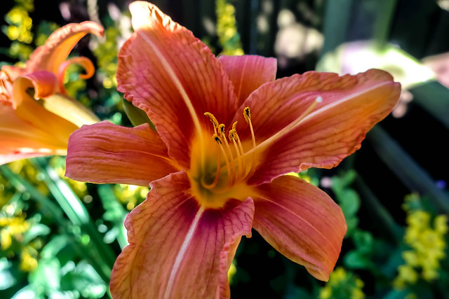 Summer Colour, Daylily