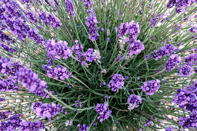 Summer Colour, English Lavender