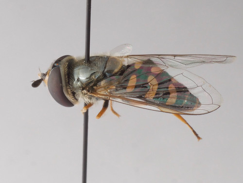 diptera syrphidae flowerflies hoverflies