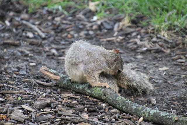 Fox Squirrels on a Summer Day at the University of Michigan - July 1st, 2019