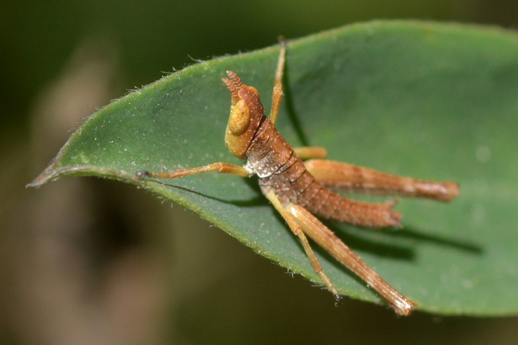 Chaparral Monkey Grasshopper (Morsea californica) - a photo on Flickriver