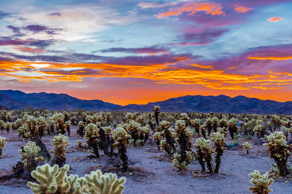 Cholla Cactus Garden During a Colorful Cloudy Sunset!