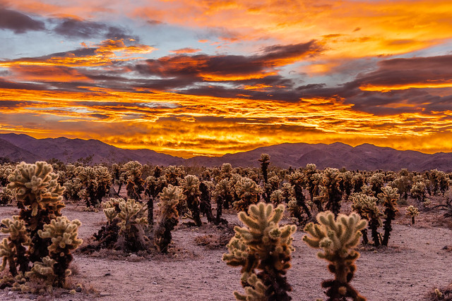 Cholla Cactus Garden During a Colorful Cloudy Sunset!