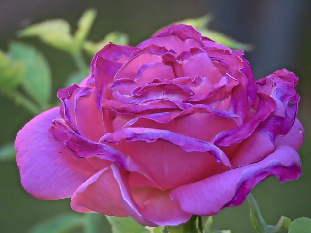 Pink Handmaker Rose 🌹