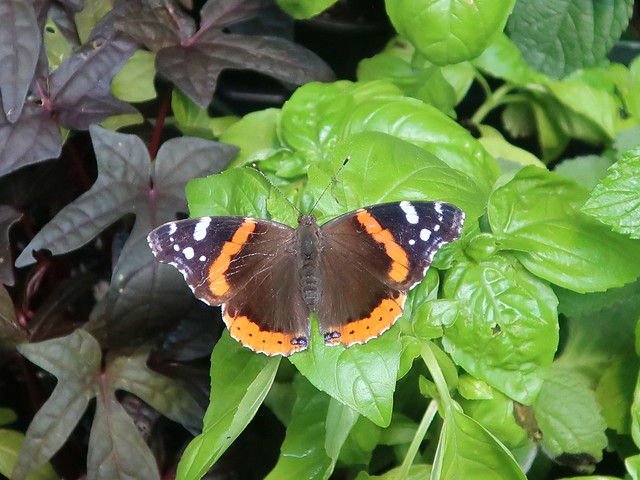 New York Colours - Butterfly on Basil
