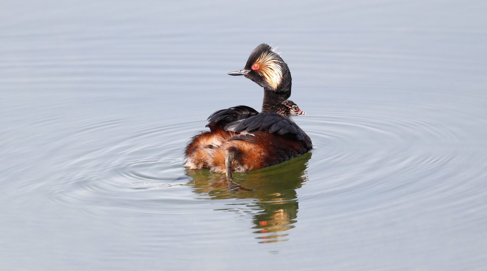 Black-necked Grebes and their young