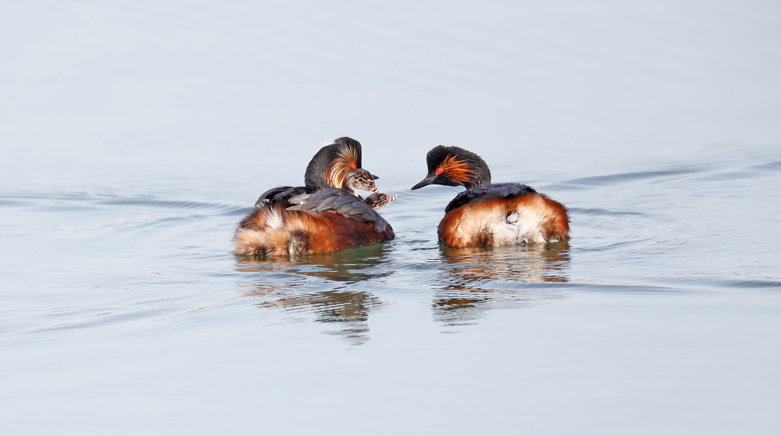 Black-necked Grebes and their young