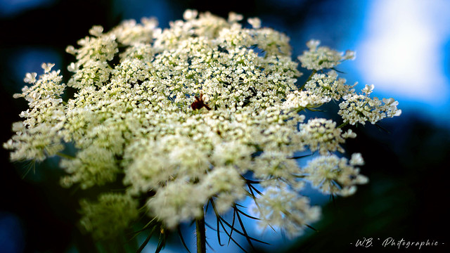 Queen Anne's Lace At Sunrise