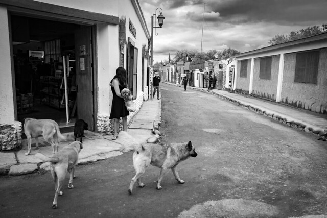 The dogs of San Pedro