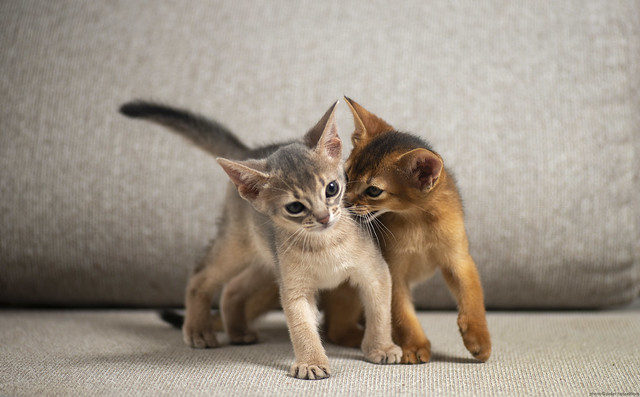 Two Abyssinian Kittens 2