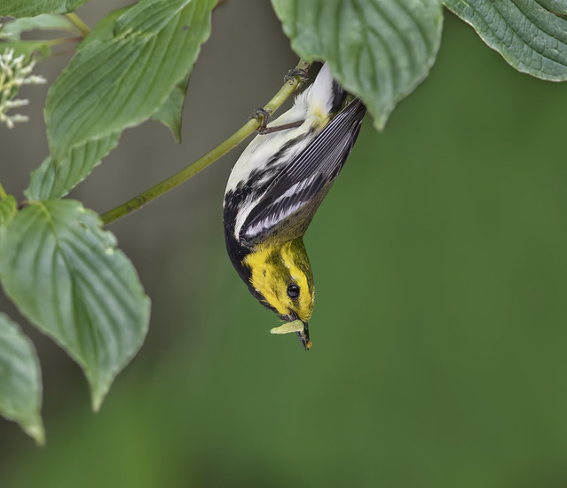 Black throated Green Warbler
