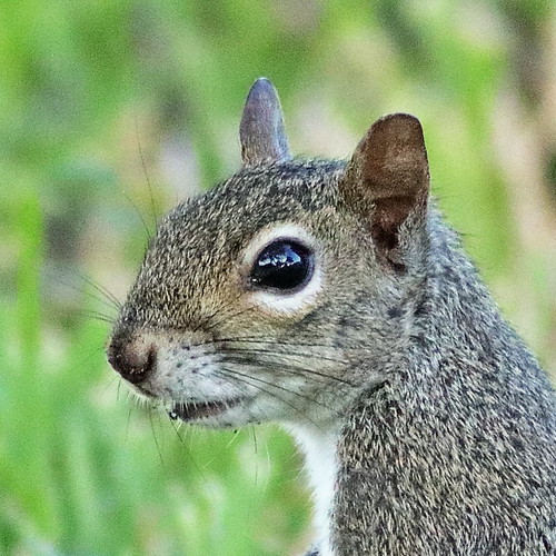 Gray Squirrel portrait 20190630
