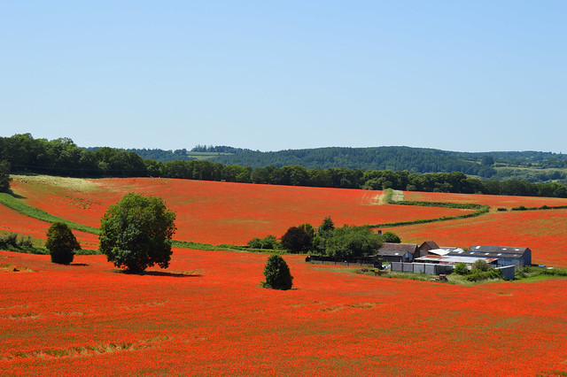 Blackstone Farm Poppy Fields