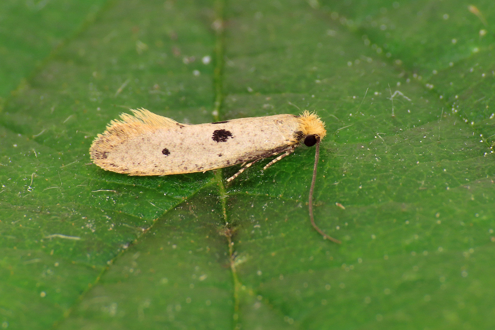 12.033 Bird's-nest Moth - Tinea trinotella