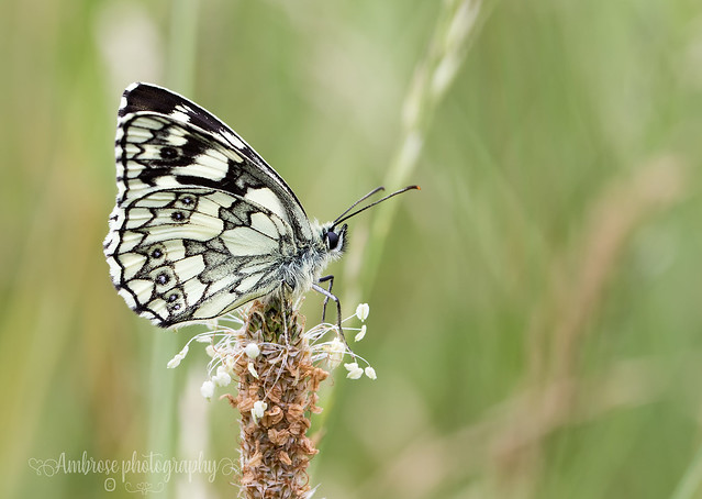Marbled White butterfly (m)